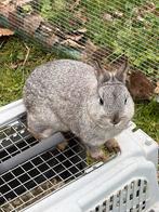 Tamme dwergkonijntjes, Animaux & Accessoires, Mâle, Nain, 0 à 2 ans