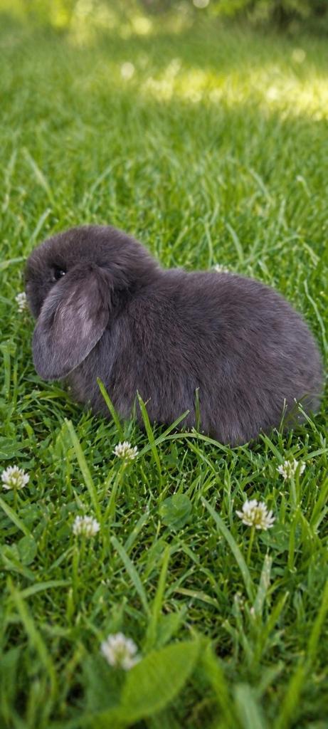 Minilop zuiver ras gevaccineerd, Mannelijk, Klein, 0 tot 2 jaar