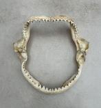 Haaienkaak, haaienbek, haai skelet gebit - echt, Collections, Collections Animaux, Enlèvement ou Envoi, Utilisé, Animal sauvage