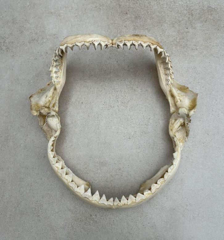 Haaienkaak, haaienbek, haai skelet gebit - echt, Collections, Collections Animaux, Utilisé, Autres types, Animal sauvage, Enlèvement ou Envoi
