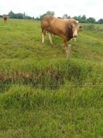taureau limousin herdbook