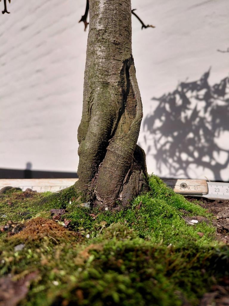 Carpinus betulus bonsai, Tuin en Terras, Ophalen