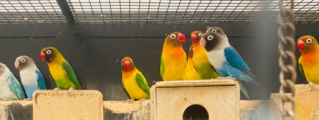 Twintigtal fisheries en personata’s, Dieren en Toebehoren, Vogels | Parkieten en Papegaaien, Dwergpapegaai of Agapornis, Meerdere dieren