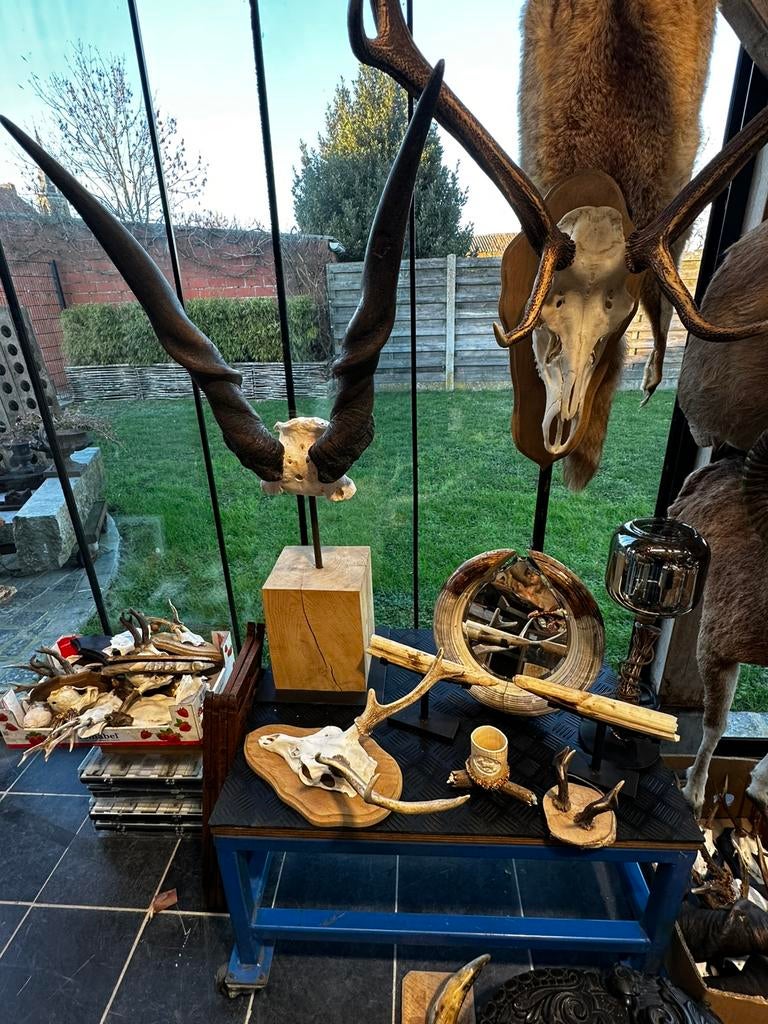 Schedels opgezette dieren, Enlèvement