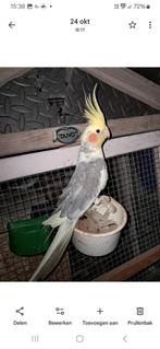 Valkparkiet man tamme te koop, Dieren en Toebehoren