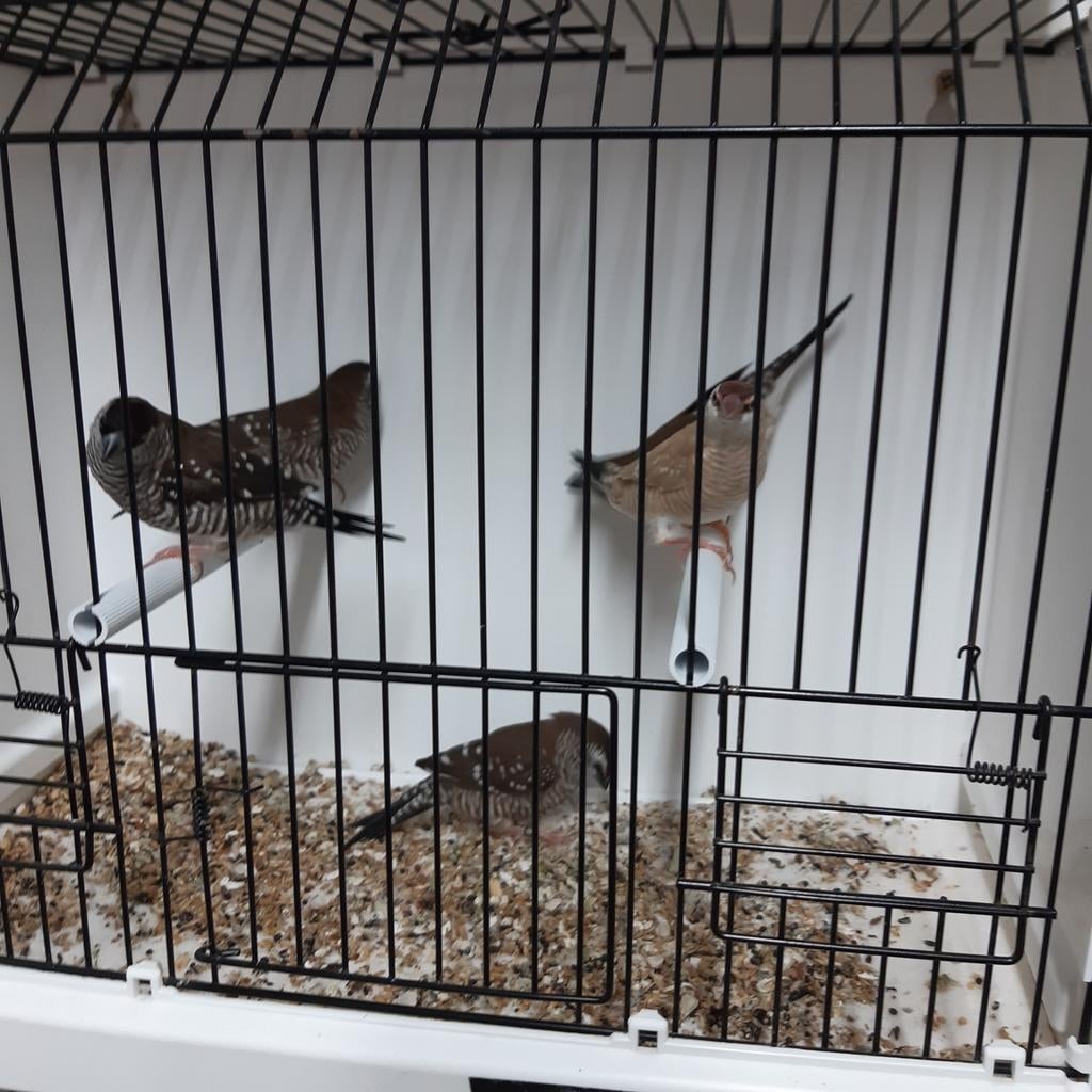 Ceresamadines, Dieren en Toebehoren, Vogels | Kanaries