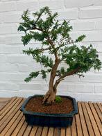 Bonsai taxus, Jardin & Terrasse, Plantes | Arbres, En pot, Autres espèces, Enlèvement, Ombre partielle