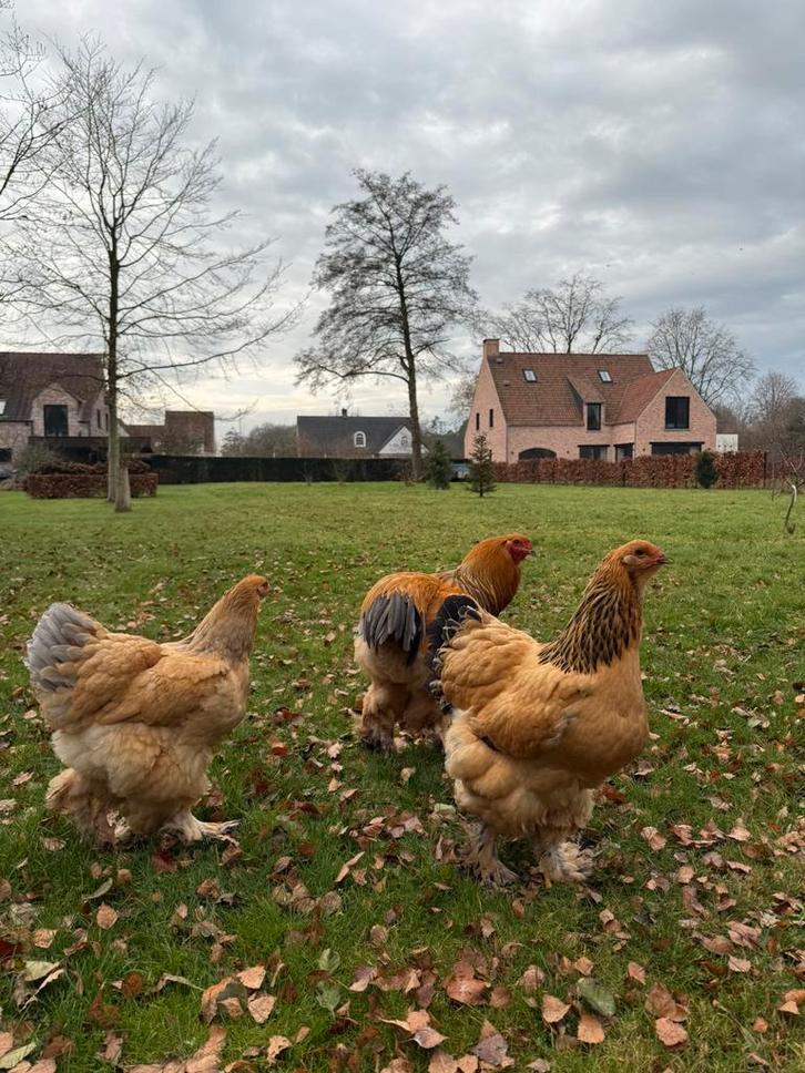 Brahma broedeieren, Dieren en Toebehoren, Pluimvee