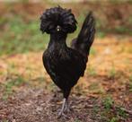 Zijdehoender, Wyandotte, Padua, Cochins, Kuifhoen, ..., Dieren en Toebehoren, Pluimvee, Kip