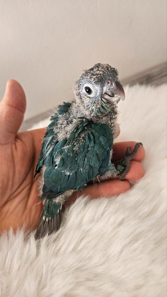 Jonge handtamme Pyrrhuras Molinea, Dieren en Toebehoren, Vogels | Parkieten en Papegaaien