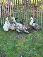 Eenden en bramaha hanen te koop, Dieren en Toebehoren, Pluimvee, Meerdere dieren, Eend