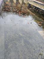 Les nénuphars et autres plantes de bassin peuvent être ramas, Enlèvement, Utilisé