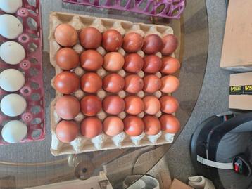 Oeufs à incuber et marans disponibles, Divers, Enlèvement