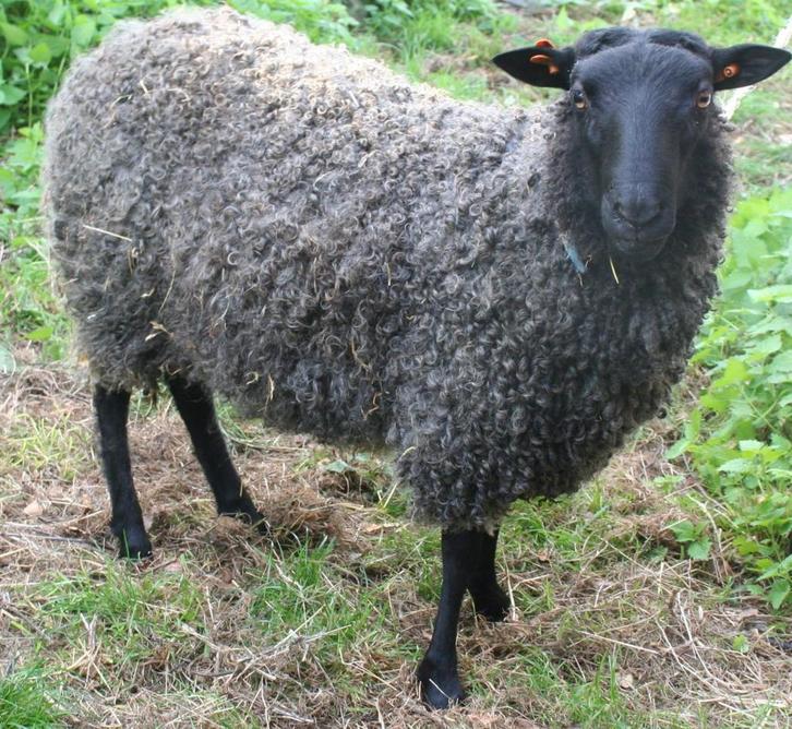Rammen Gotland schaap, Dieren en Toebehoren, Schapen, Geiten en Varkens, Schaap, Mannelijk, 0 tot 2 jaar