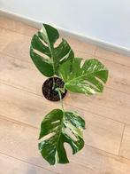 Monstera Variegata, Enlèvement