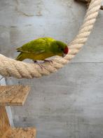 Kakariki pop, Vrouwelijk, Parkiet, Geringd