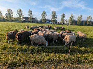 Zwaren schapen rammen bokken, Mâle, Mouton