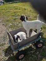 Boergeit boerbok bok lammeren, Dieren en Toebehoren, Schapen, Geiten en Varkens