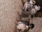 4 jonge duiven te koop van de vliegduiven, Dieren en Toebehoren, Vogels | Duiven, Geslacht onbekend, Postduif
