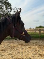 Tweejarige Arabische volbloedruin met topkarakter, Dieren en Toebehoren, Paarden, Ruin, 0 tot 2 jaar