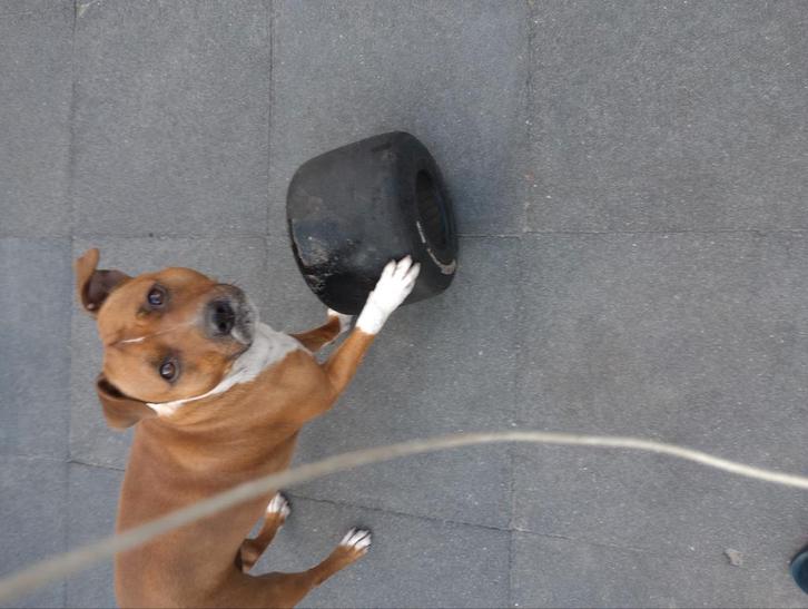 Hondenspeelgoed Hondenspeeltjes
Honden speelgoed honden, Dieren en Toebehoren, Hondenspeelgoed, Zo goed als nieuw, Kauwspeelgoed