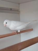 Mooie  witte kanarie  man, Dieren en Toebehoren