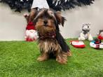 Yorkshire Terrier pups, Yorkshire Terriër, België, 8 tot 15 weken, CDV (hondenziekte)
