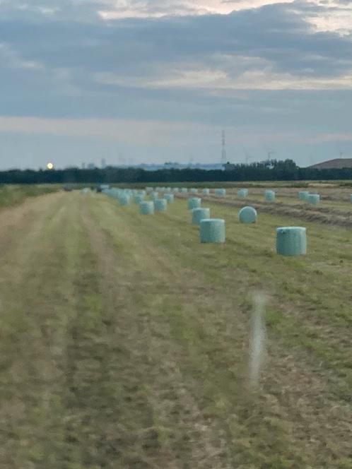 Midi balen kwaliteitshooi, Zakelijke goederen, Landbouw | Veevoer, Ophalen