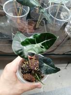 Alocasia Polly, Huis en Inrichting, Kamerplanten, Ophalen, Overige soorten, Halfschaduw, In pot