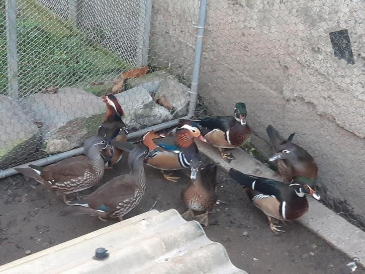 Carolin- en Mandarijneenden, Dieren en Toebehoren, Pluimvee, Eend, Meerdere dieren