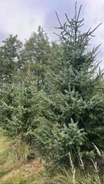 Kerstbomen kerstdennen amorika, Ophalen