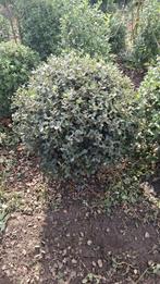 Quercus ilex -bol-, Tuin en Terras, Ophalen