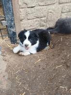 Prachtige kleuren border collie pups, België, Fokker | Hobbymatig, 8 tot 15 weken, CDV (hondenziekte)