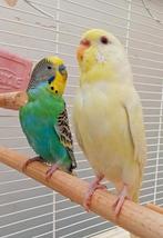 Couple de perruche + grande cage, Plusieurs animaux, Perruche