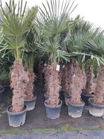 Palmbomen winterhard, Lente, Volle zon, Ophalen, Palmboom