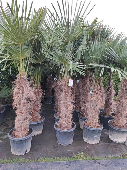 Palmbomen winterhard, Tuin en Terras, Planten | Bomen, Palmboom, 100 tot 250 cm, Volle zon, Lente, Ophalen