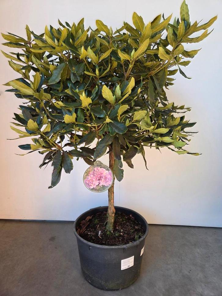 Rododendron op stam roze, Jardin & Terrasse, Plantes | Arbres, Ombre partielle, Enlèvement