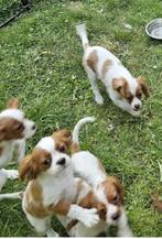 cavalier king charles pups 17 maart, België, Overige rassen, CDV (hondenziekte), 8 tot 15 weken