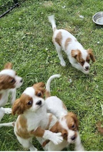 cavalier king charles pups 17 maart  beschikbaar voor biedingen
