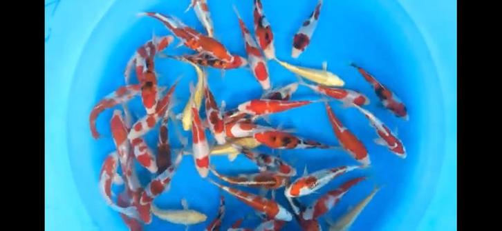 Mooie Tosai mix van Sakazume en meer!, Dieren en Toebehoren, Vissen | Vijvervissen, Karper of Koi
