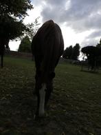 Gezocht: springles zonder eigen paard, Dieren en Toebehoren, Ophalen, Springen