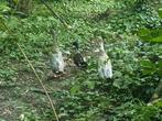 3 Indische loopeenden (mannetjes), Dieren en Toebehoren, Mannelijk, Eend