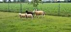 3 agneaux à vendre, Animaux & Accessoires, Moutons, Chèvres & Cochons