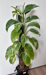 Monstera lechleriana variegata, Huis en Inrichting, Kamerplanten, Ophalen