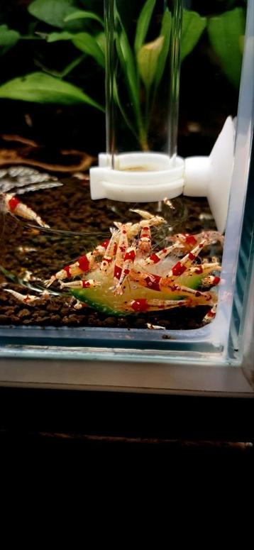 Caridina PRL Crystal Red garnalen beschikbaar voor biedingen
