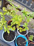 Buxus plants, Tuin en Terras, Ophalen