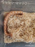 Haakneusslang albino anaconda het snow, Dieren en Toebehoren, Reptielen en Amfibieën