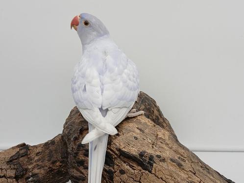 Halsband parkieten, Dieren en Toebehoren, Vogels | Overige Vogels