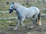 Verzorg paarden aangeboden, Jument