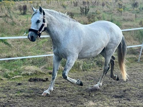 Verzorg paarden aangeboden, Animaux & Accessoires, Chevaux, Jument